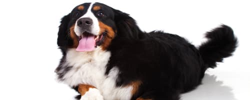 Cães, assim como seus donos, engordam no inverno 