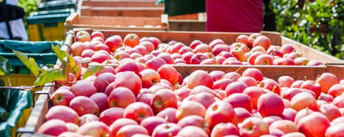 Desperdício de alimentos em um país faminto 