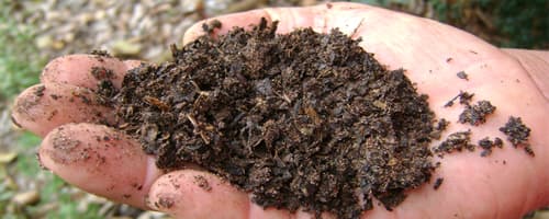 Cartilha oferece dicas para compostagem 