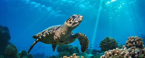 Tamar realiza estudo sobre tartarugas-verdes  