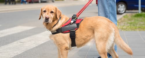 Cães-guias: os grandes amigos de portadores de deficiência visual 