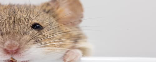 Projeto pode proibir uso de animais em testes cosméticos 