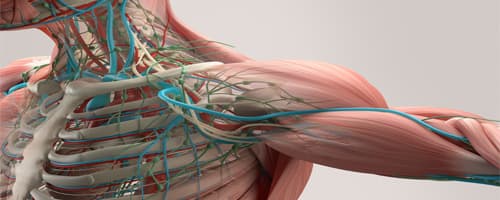 Saiba sobre os grupos musculares 