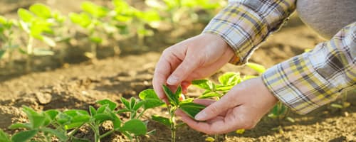 Dia do Agricultor é celebrado com entrevista exclusiva de Sandra Dualibi