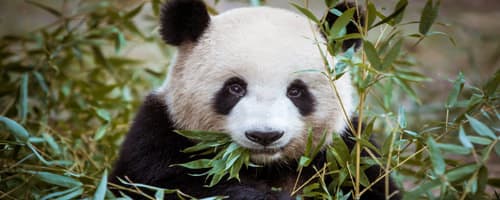 Pandas gigantes foram retirados da lista de extinção, mas seu habitat corre risco 