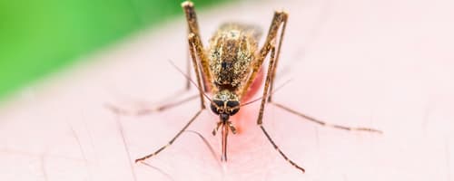Termina situação de emergência para zika 