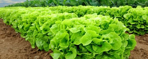 Nutrição: aposte na alface 