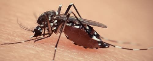 Todos no combate ao Aedes Aegypti 