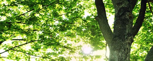 Quantidade de árvores em uma cidade indica efeitos positivos para a saúde da população 