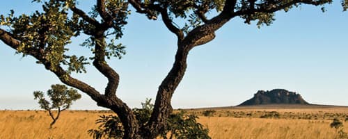 Organizações empresariais apoiam desmatamento zero no Cerrado 