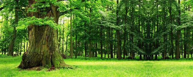 O passado como ponte para o presente.