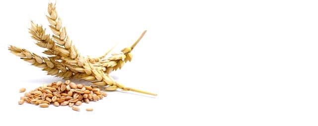 Mitos e verdades sobre o glúten