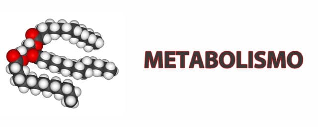 A importância do Metabolismo no corpo humano