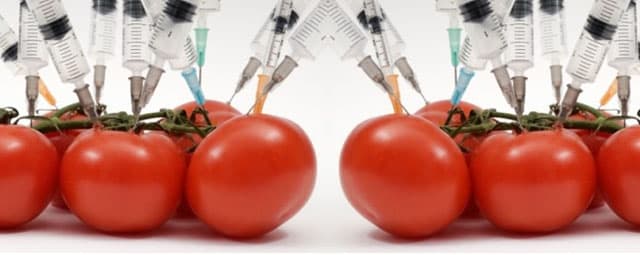 Os alimentos geneticamente modificados