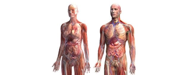 Um pouco sobre a fisiologia humana