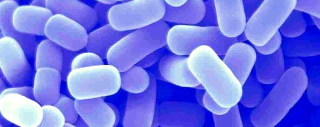 O que são Lactobacillus?