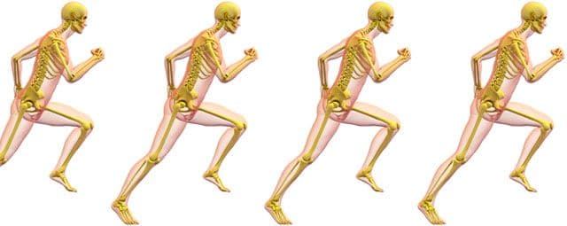 A fisiologia do sistema neuromuscular