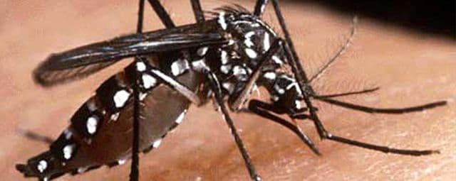 São Paulo vive um alerta contra a dengue
