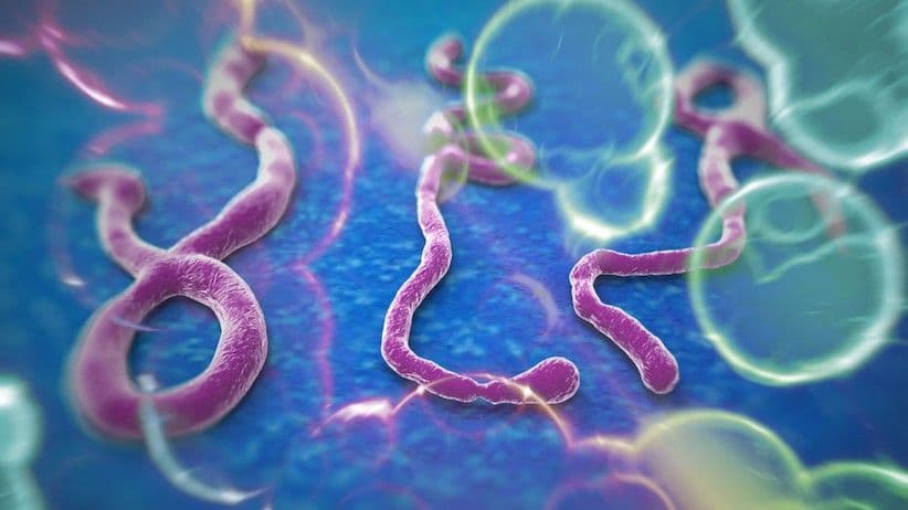 OMS afirma que não respondeu rapidamente ao ebola