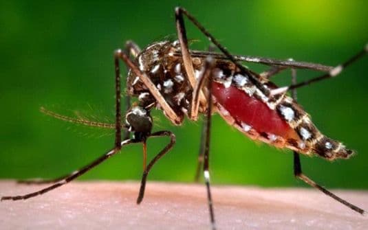 Casos suspeitos de dengue aumentam para 163% em São Paulo