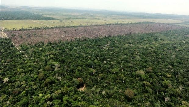 Para a WWF, desmatamento da Amazônia é alarmante