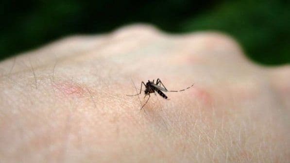 Google lança trend topic para acompanhar dengue mundial